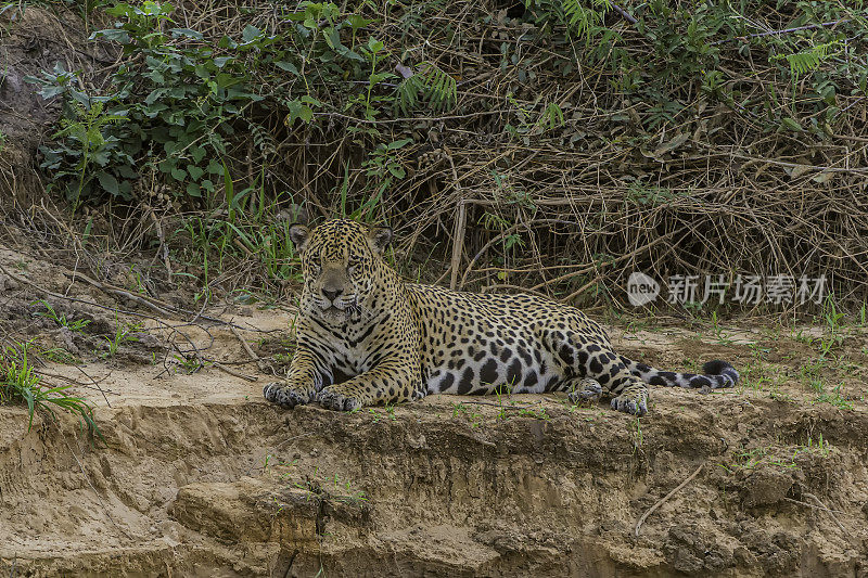 美洲虎(Panthera onca)是一种大型猫科动物，是美洲虎属猫科动物，是美洲唯一现存的美洲虎物种，在巴西潘塔纳尔发现。睡觉或休息。